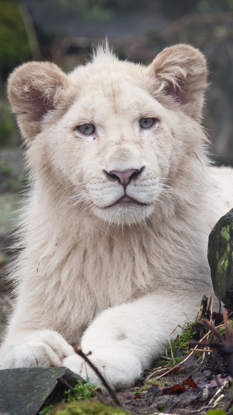 White Lion Wallpaper Hd - HD Wallpaper 