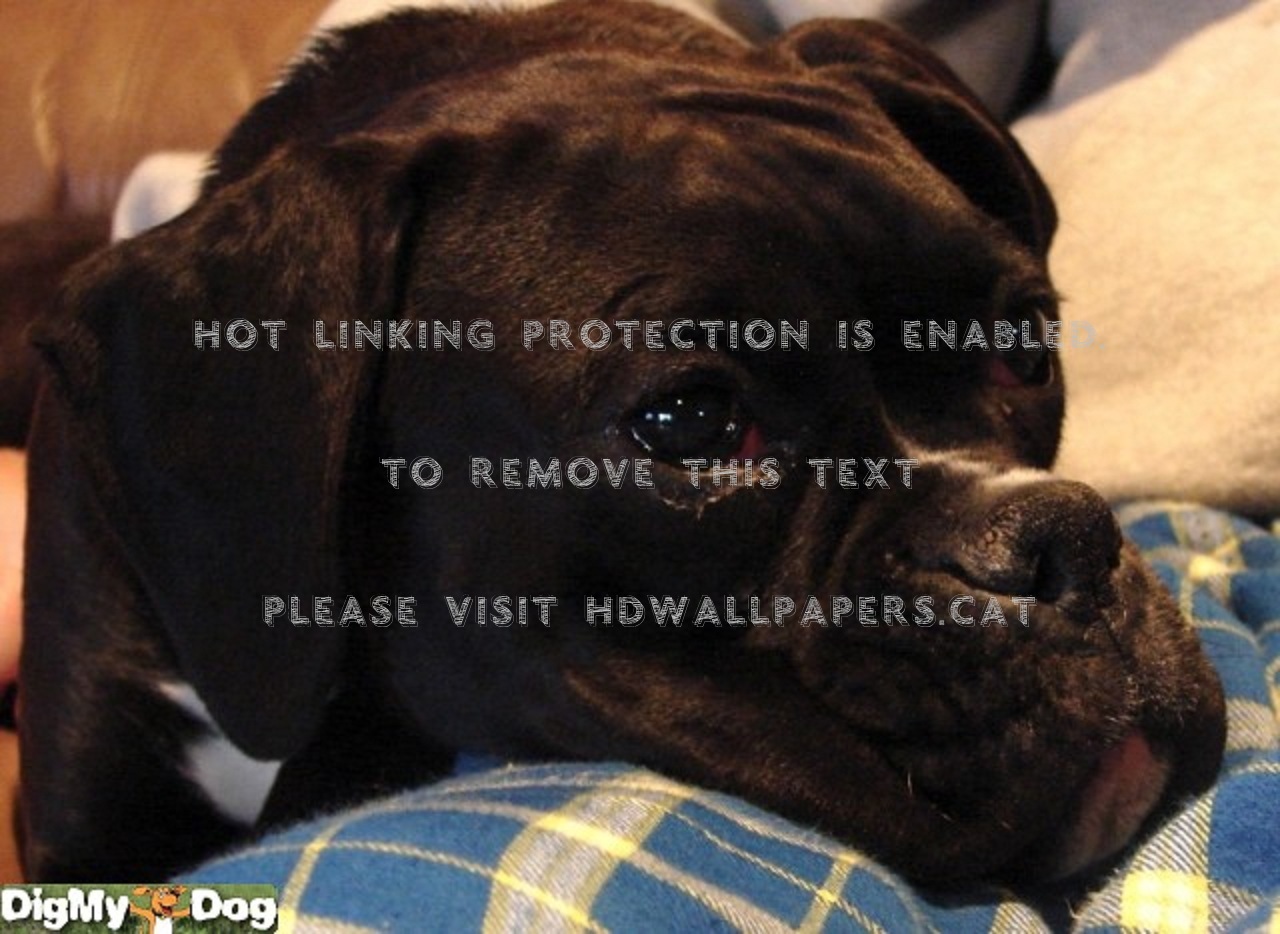 You Ok Sad Boxer Dog Animals - Wallpaper - HD Wallpaper 