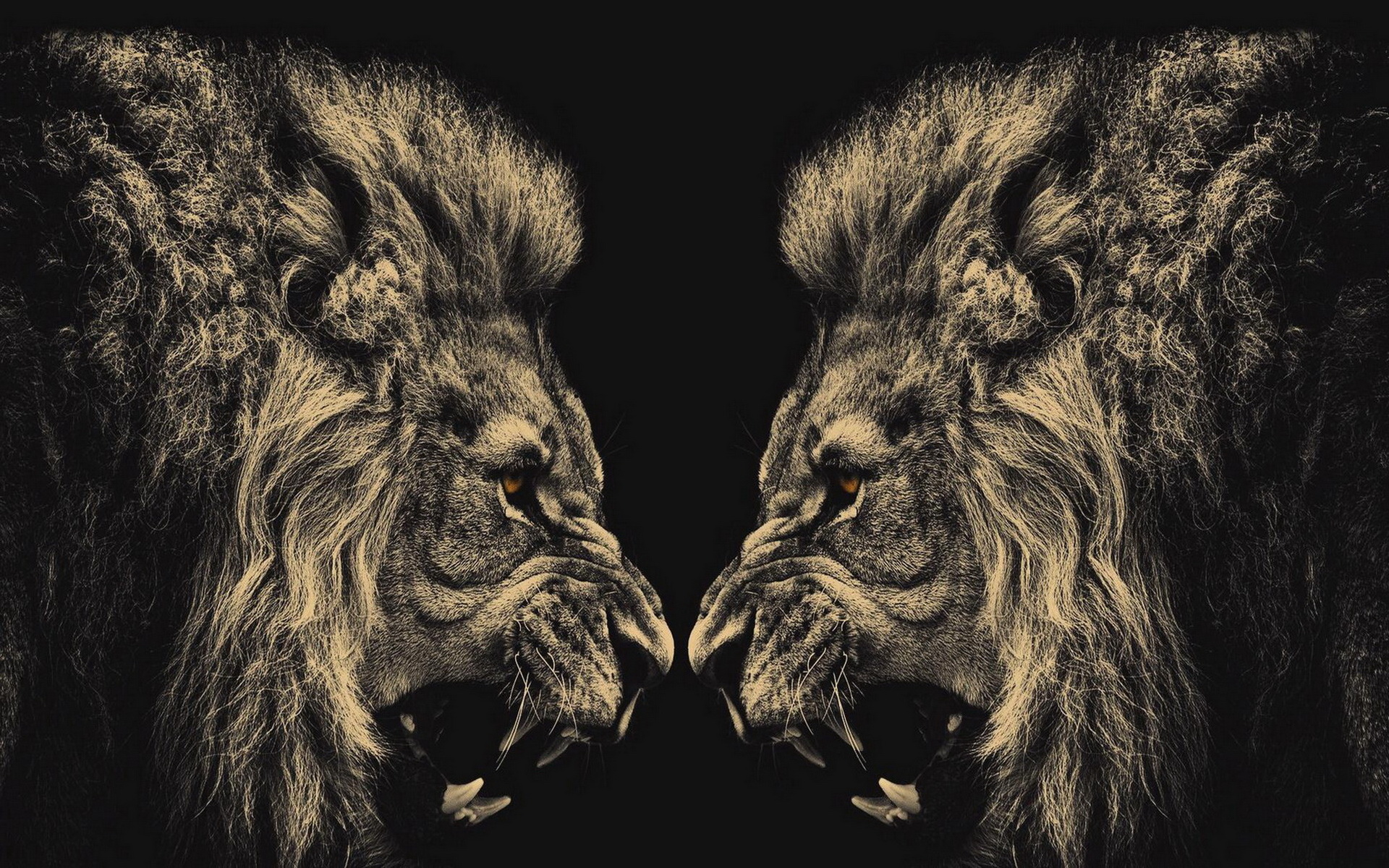 Imagenes De Leones Hd - HD Wallpaper 