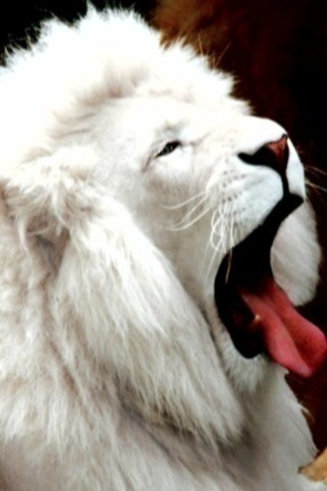 Lion White Wallpaper Iphone - HD Wallpaper 