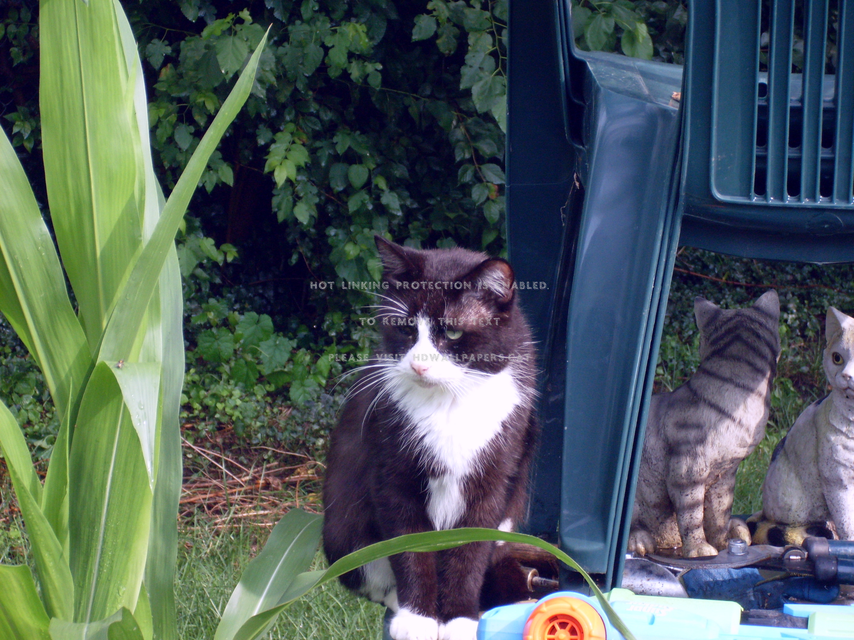 Felix Surveys Kingdom Outdoors Cat Garden - Domestic Short-haired Cat - HD Wallpaper 
