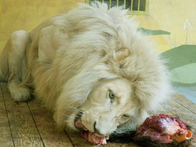 White Lion Wallpaper - Wallpaper - 800x600 Wallpaper White Lion Wallpaper - Wallpaper - 800x600 Wallpaper