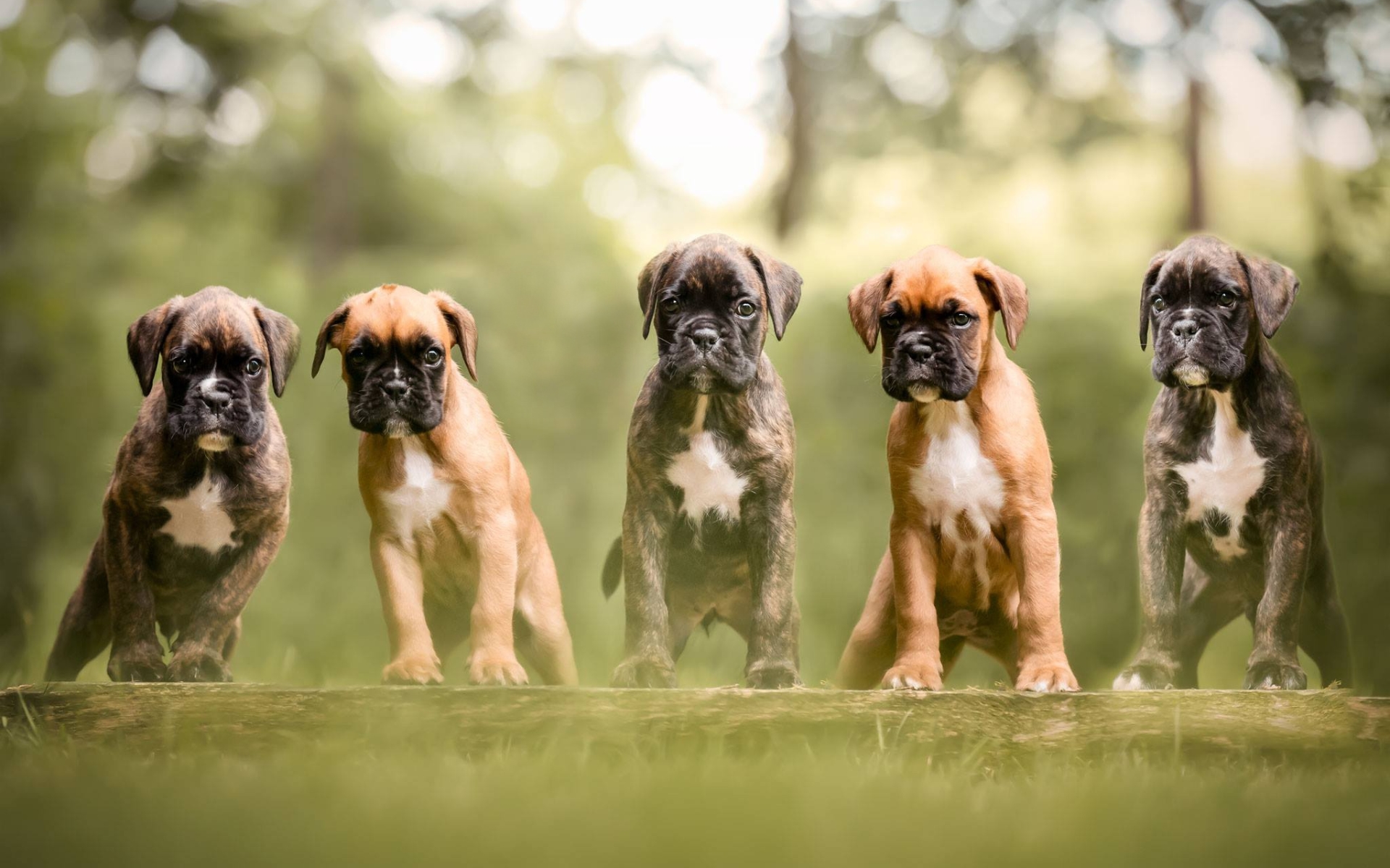 Boxer Puppies, Cute Little Animals, Dogs, Forest, English - Boxer Dogs Puppies Cute - HD Wallpaper 