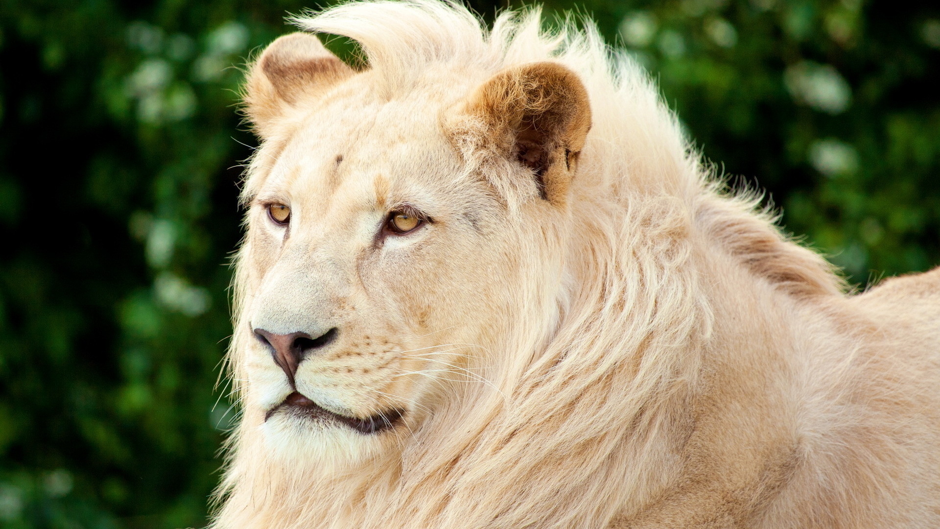 White Lion Wallpapers - HD Wallpaper 