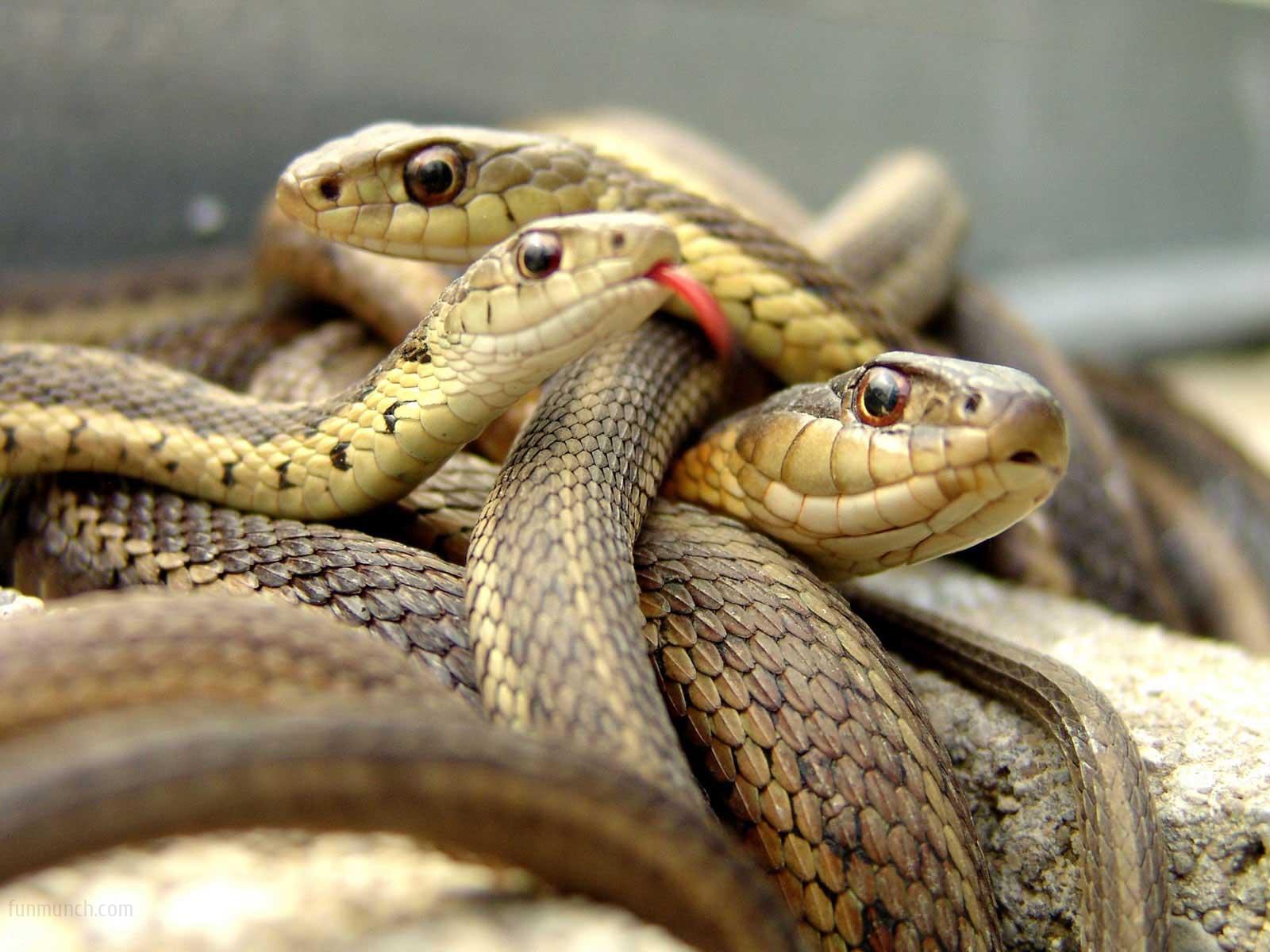 Wild Animals Wallpaper Download - Wild Animals Hd - 1600x1200 Wallpaper - Wild Animals Wallpaper Download - Wild Animals Hd - 1600x1200 Wallpaper -