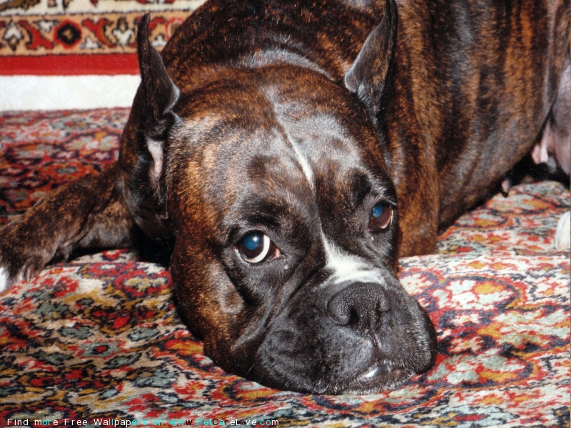 Boxer - HD Wallpaper 