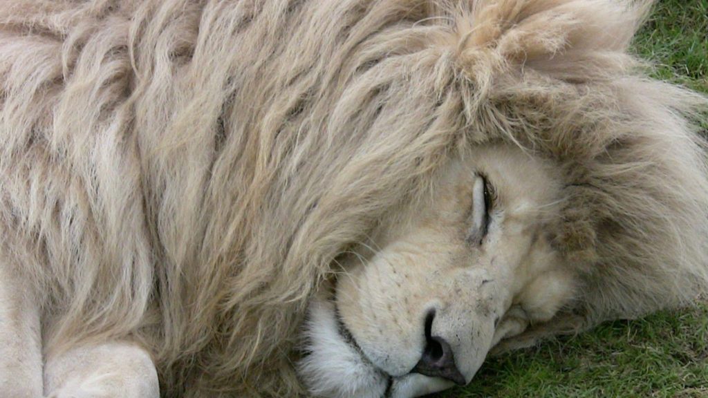 Desktop Hd White Lion Wallpaper - HD Wallpaper 