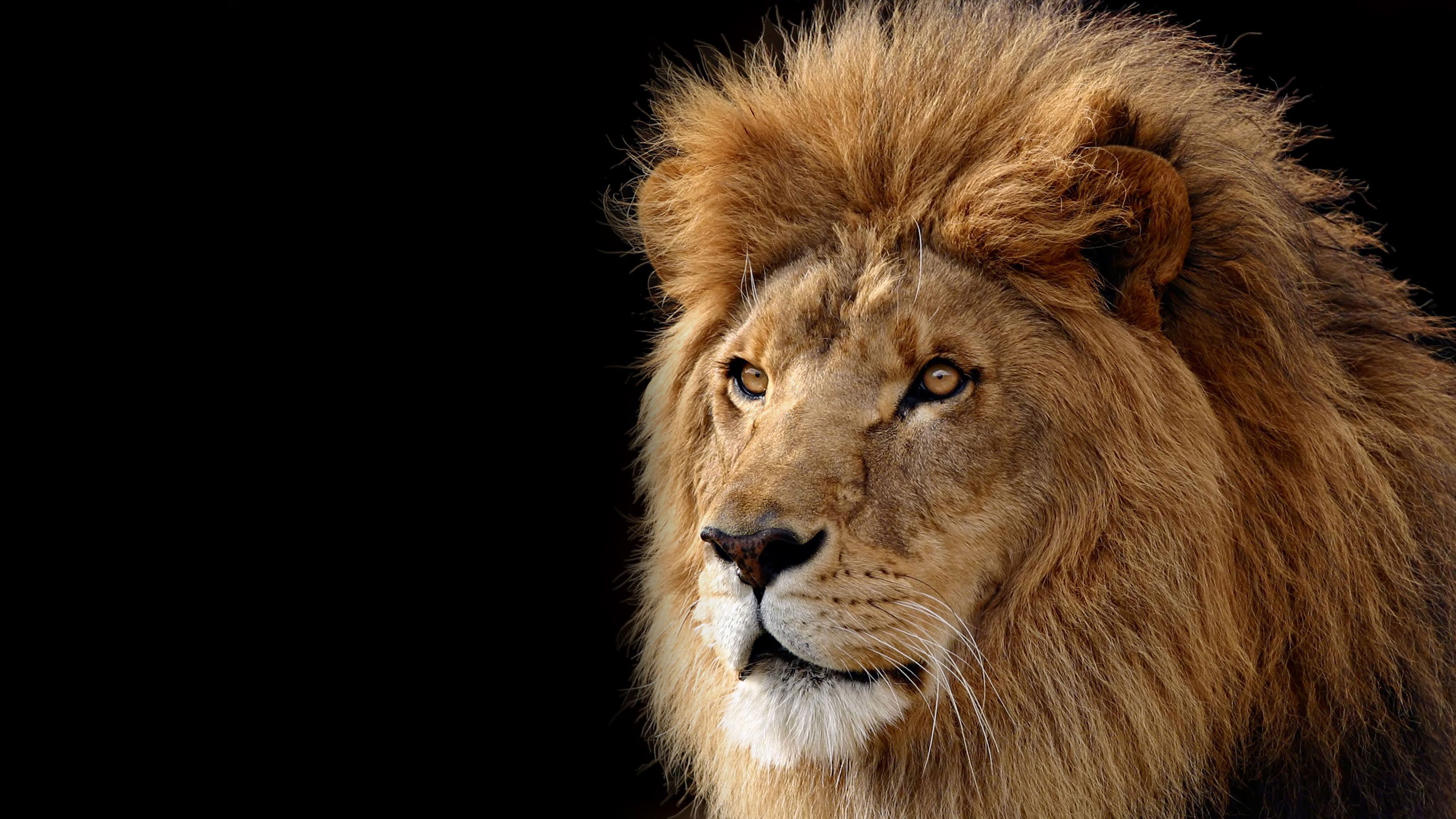 Lion Wallpaper High Resolution - HD Wallpaper 