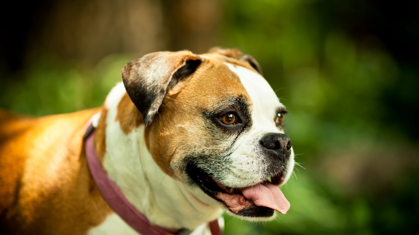 Wallpaper Dog, Boxer, Collar, Eyes, Protruding Tongue - Dog - HD Wallpaper 