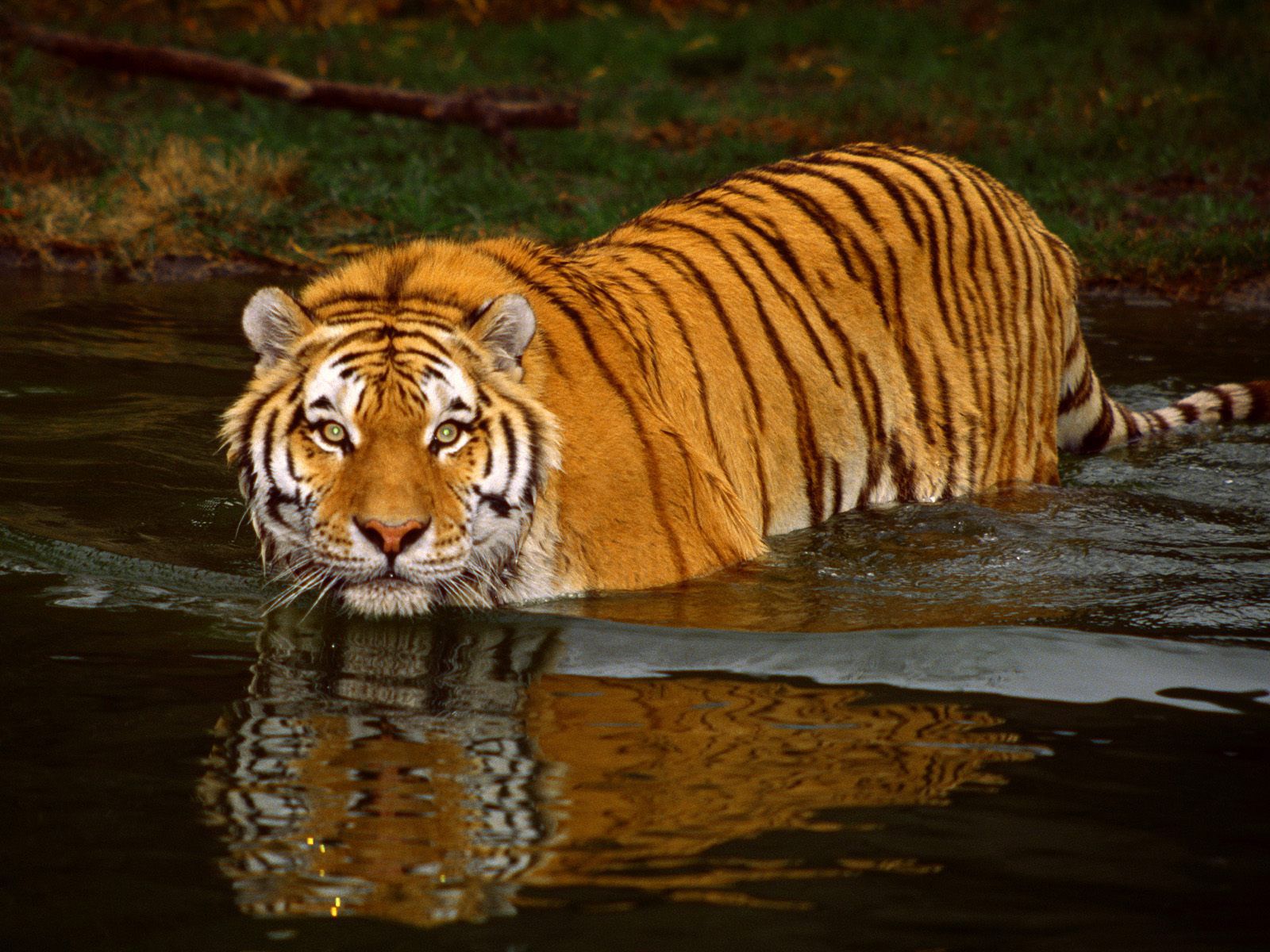 Desktop Hd New Animals Wallpaper - HD Wallpaper 