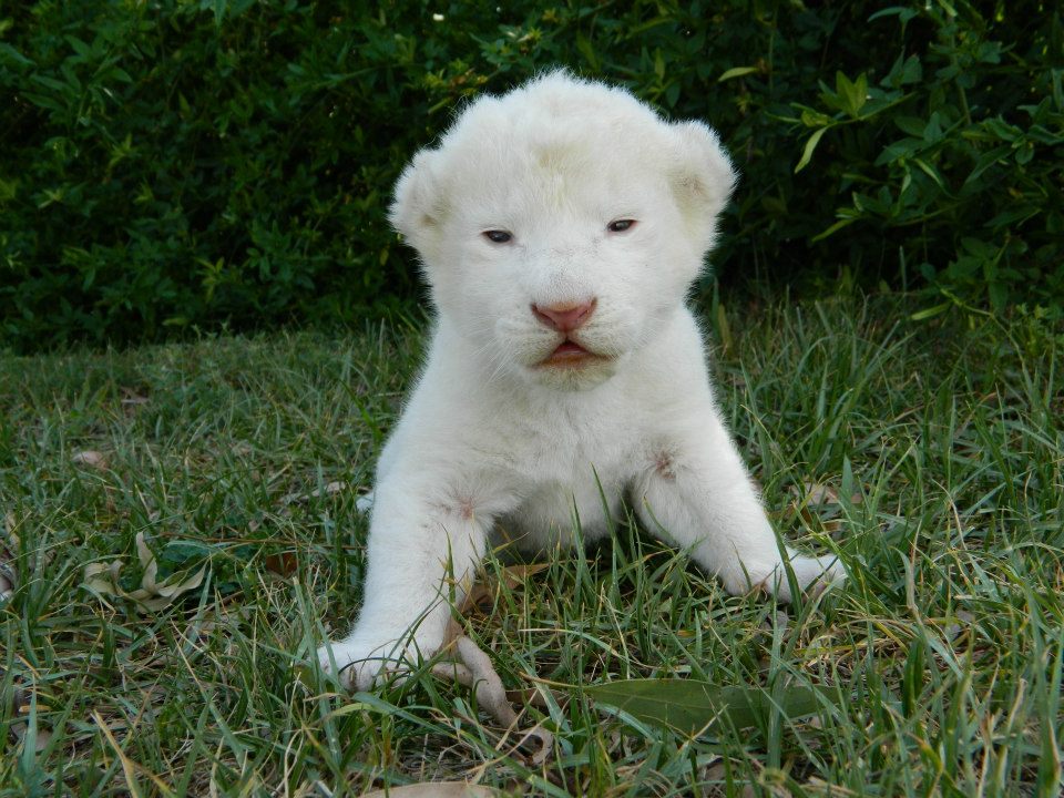 White Lion Cub - HD Wallpaper 