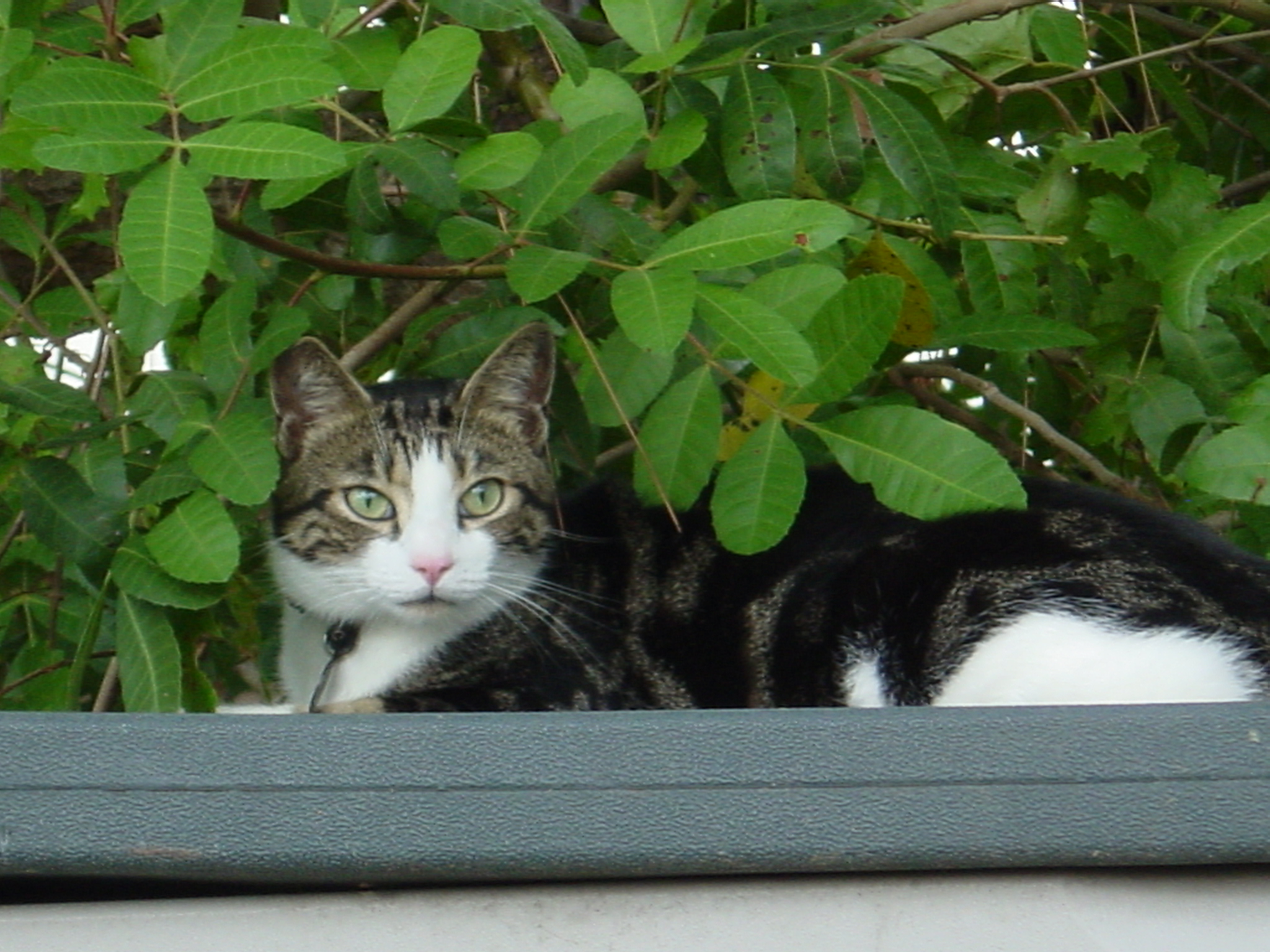 Domestic Short-haired Cat - HD Wallpaper 