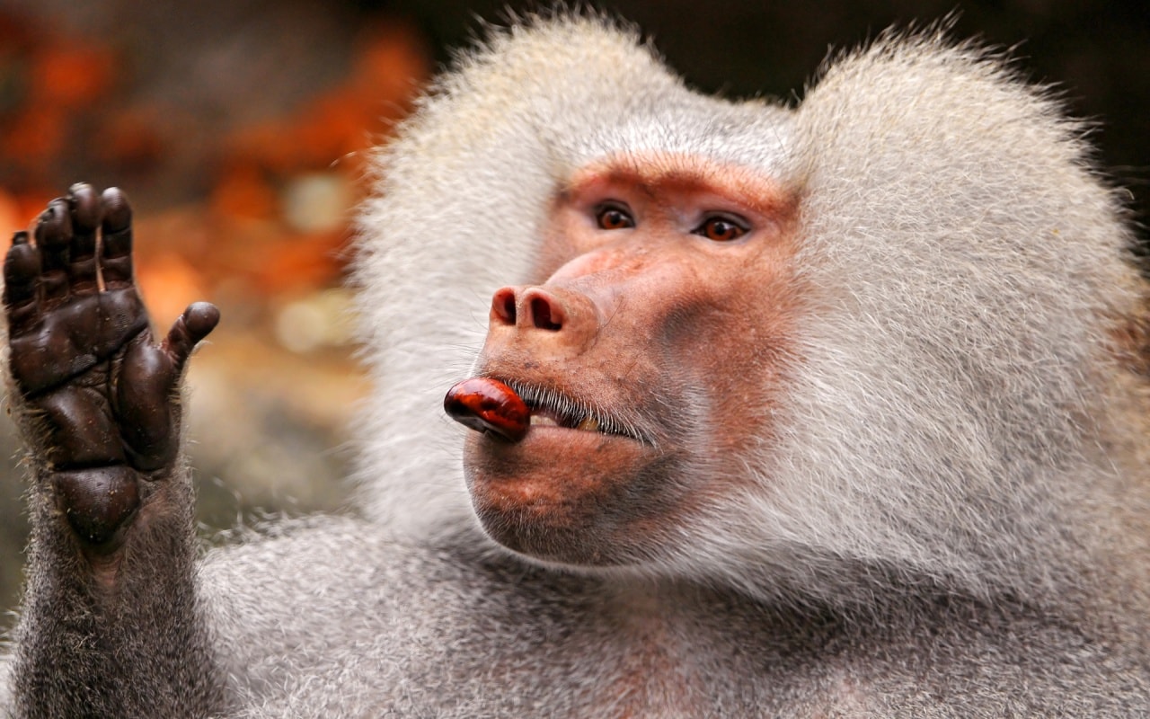 Baboon Animal Wallpaper - Baboon Wall Paper - HD Wallpaper 