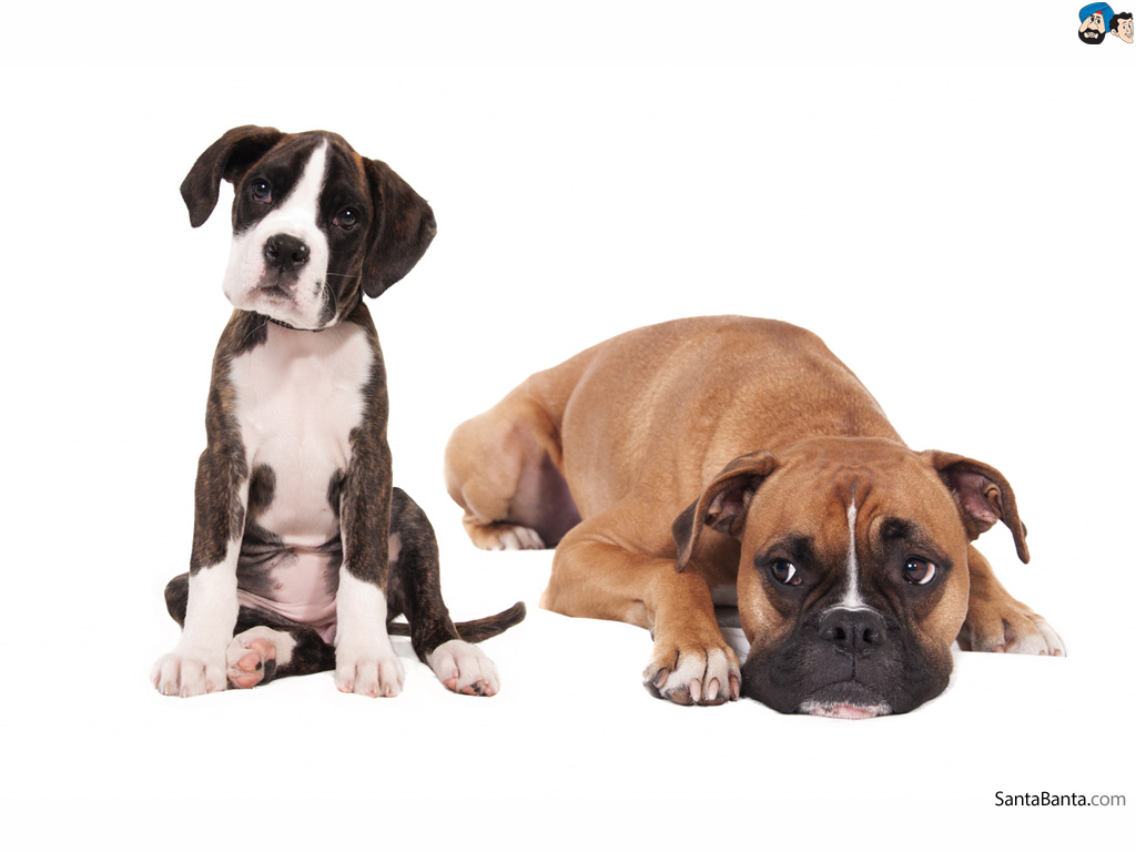 Black And White Boxer Mastiff Puppy - HD Wallpaper 