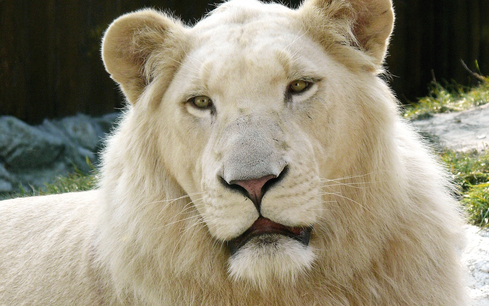 White Lion - HD Wallpaper 