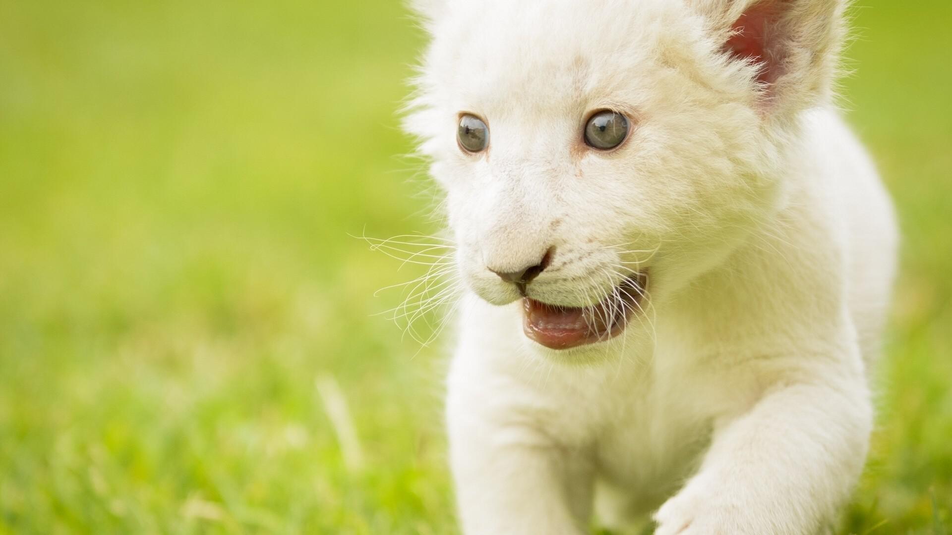 White Lion Wallpaper - 1920x1080 Wallpaper White Lion Wallpaper - 1920x1080 Wallpaper