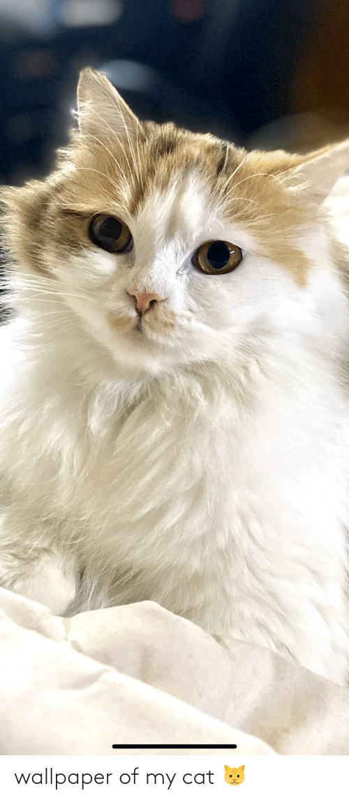 Wallpaper, Cat, And Of My - Domestic Long-haired Cat - HD Wallpaper 
