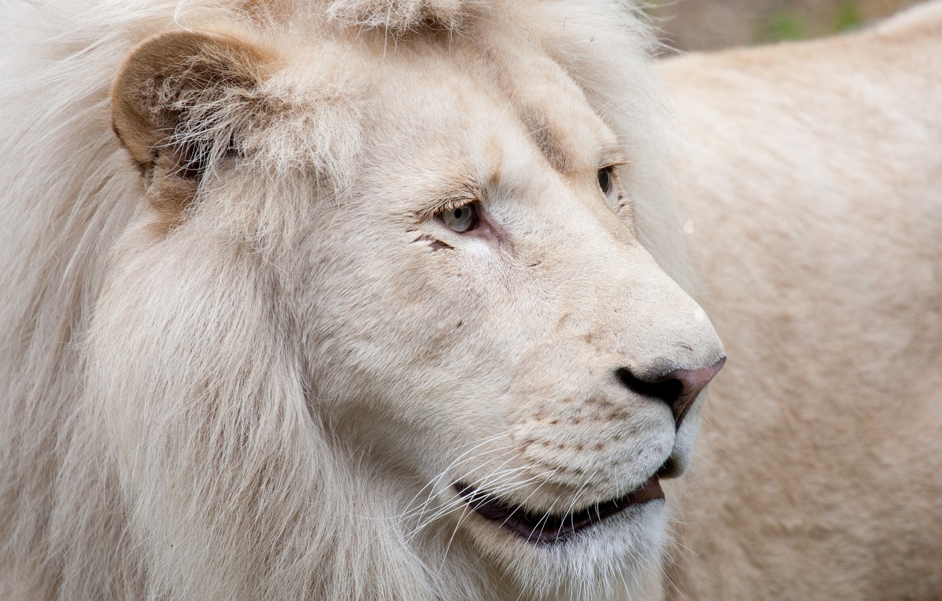 Photo Wallpaper Cat, Face, Mane, White Lion - Masai Lion - HD Wallpaper 