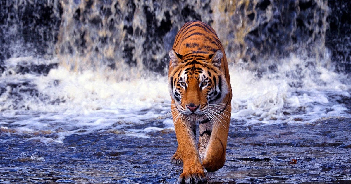 Royal Bengal Tiger Hd - HD Wallpaper 