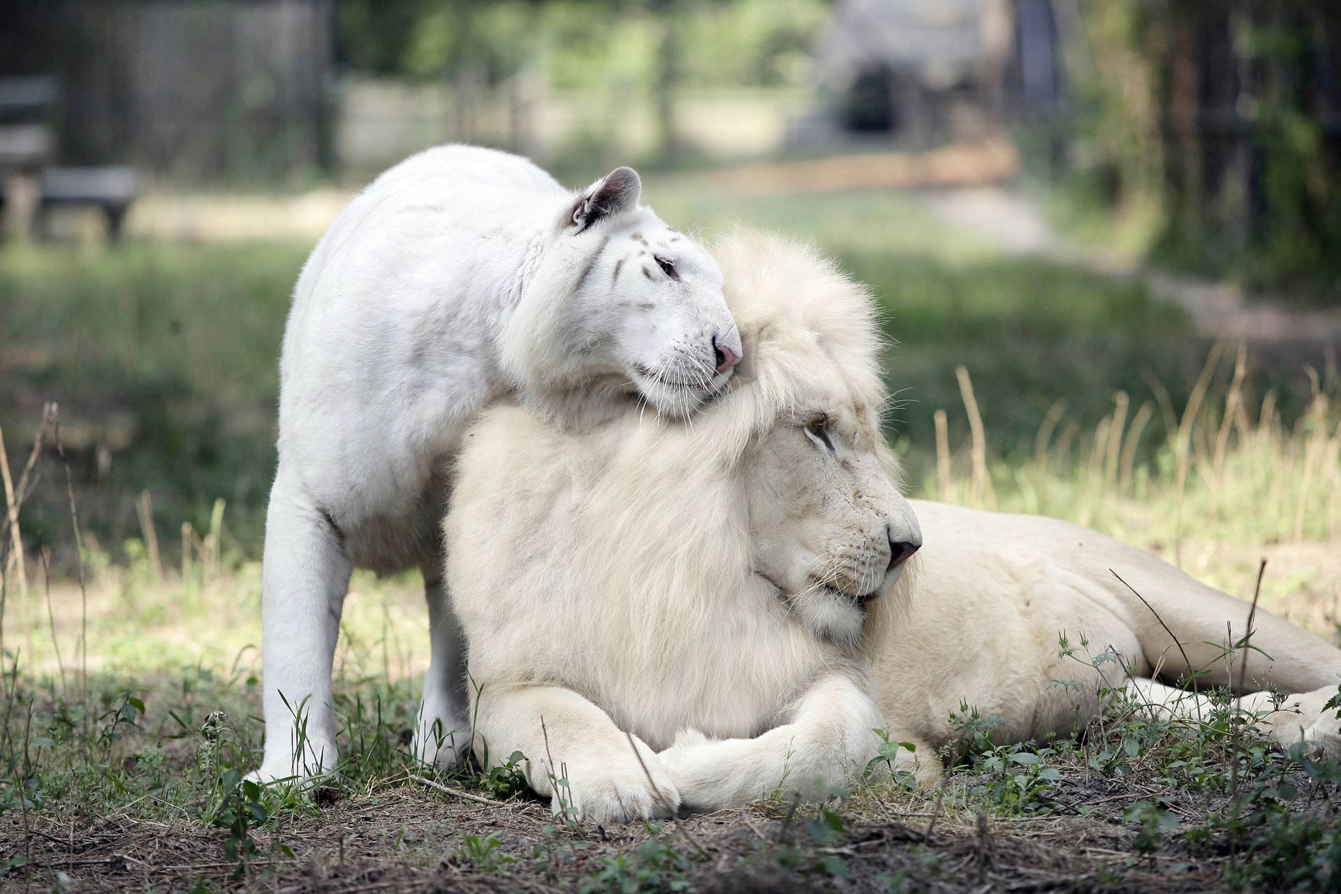 White Lion Couple Wallpaper Hd - HD Wallpaper 