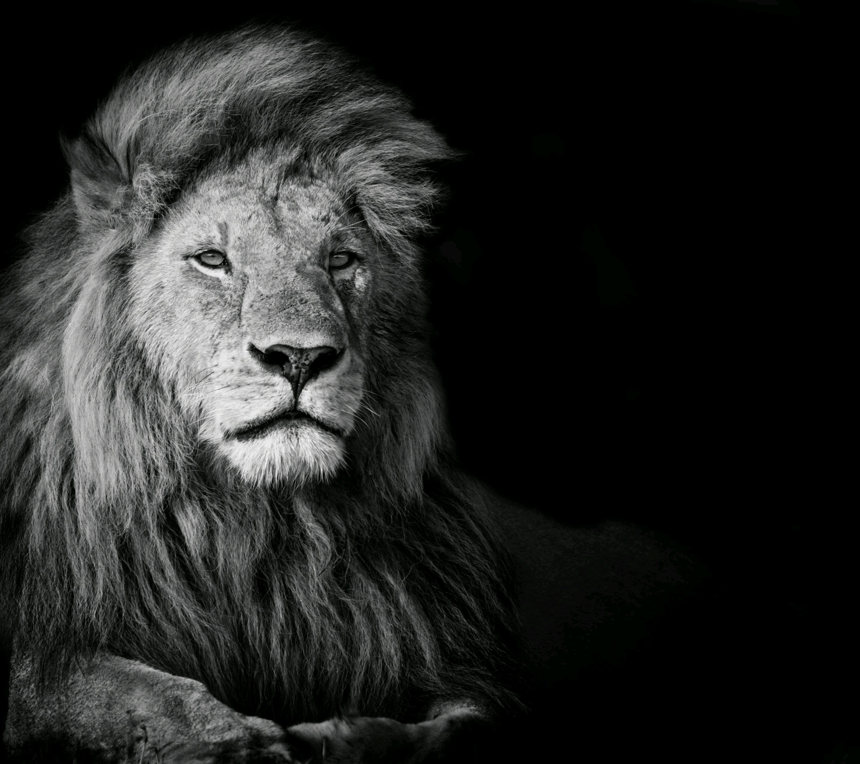 Download Black And White Lion Wallpaper Gallery - HD Wallpaper 
