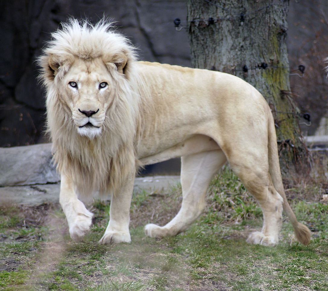 White Lion Hd Wallpapers, Desktop Wallpaper - Real Life Rarest Animals - HD Wallpaper 