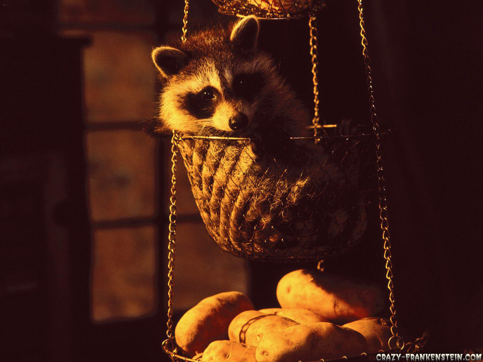 Thanksgiving Wallpaper With Raccoons - HD Wallpaper 