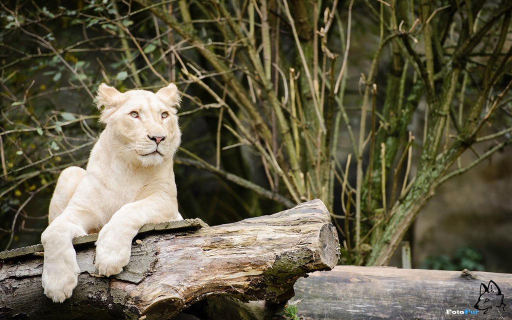 White Lion [wallpaper] - Lion - HD Wallpaper 