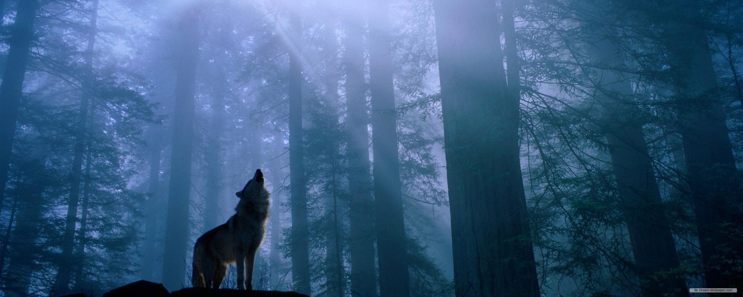 Free Animal Wallpaper - Forest With A Wolf - HD Wallpaper 