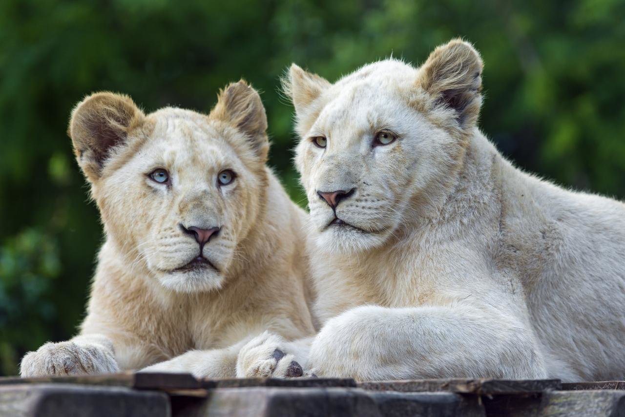 Awesome White Lion Free Wallpaper Id - White Lion Pair Hd - HD Wallpaper 