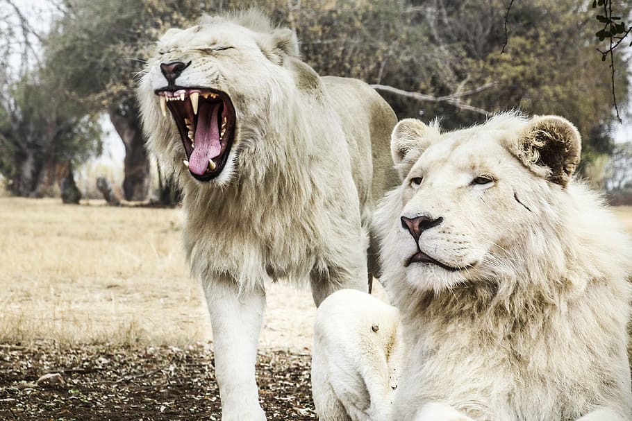 Two White Lions, Shallow Focus Photography Of Two Gray - Lion - HD Wallpaper 