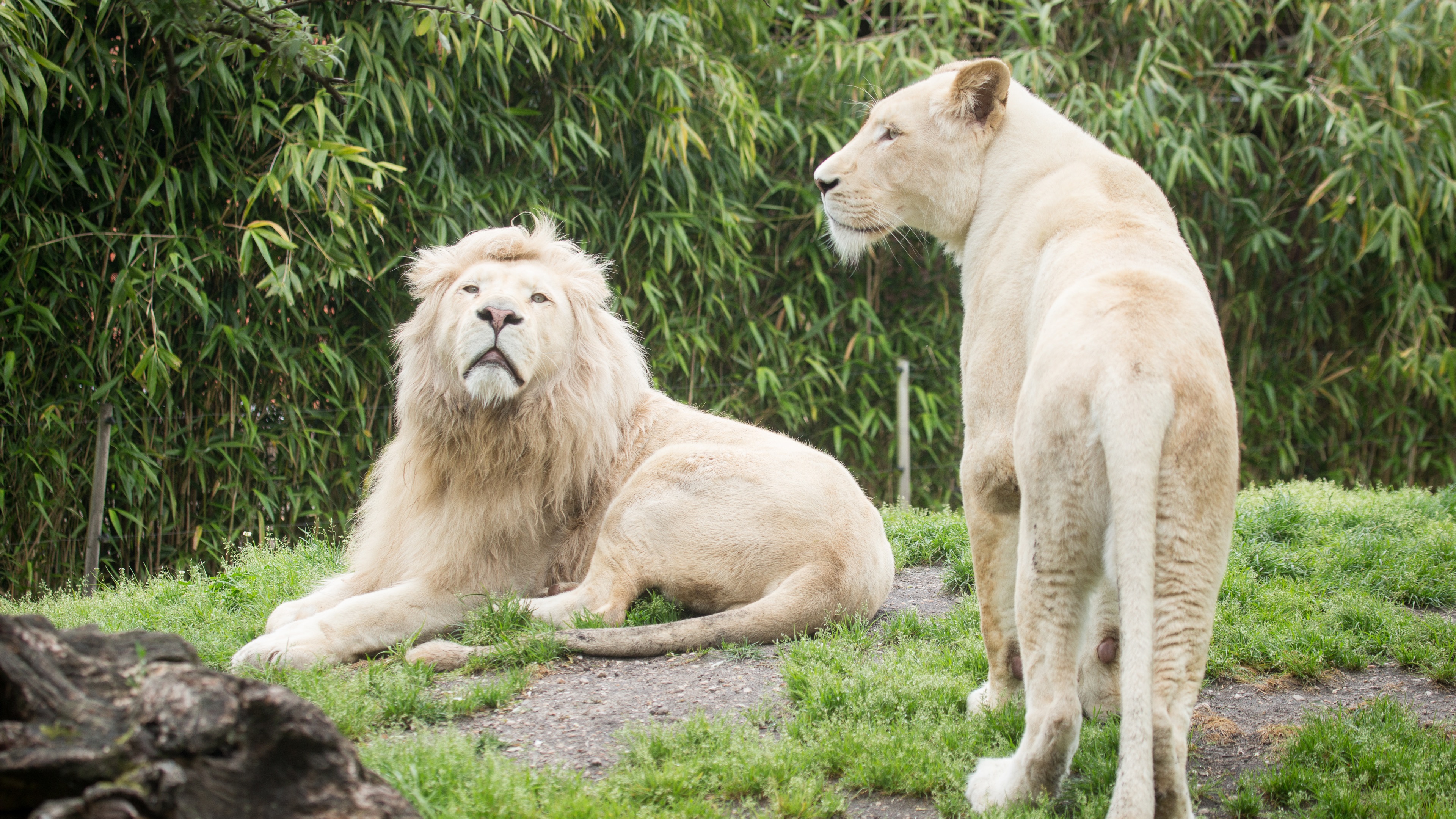 Wallpaper Two White Lions - Lions Image To Print - HD Wallpaper 