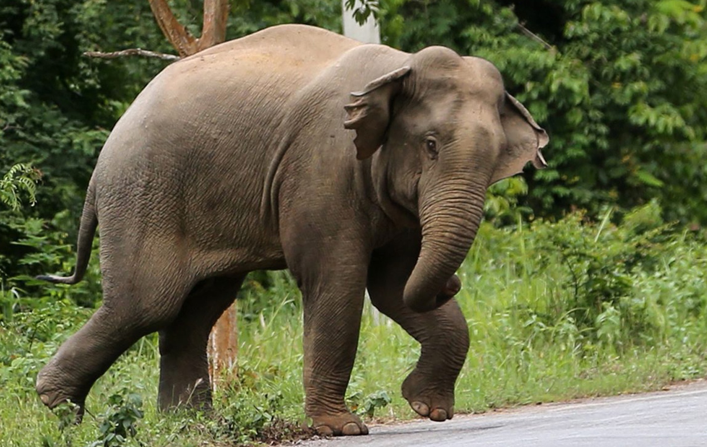White Lion - Indian Elephant - HD Wallpaper 