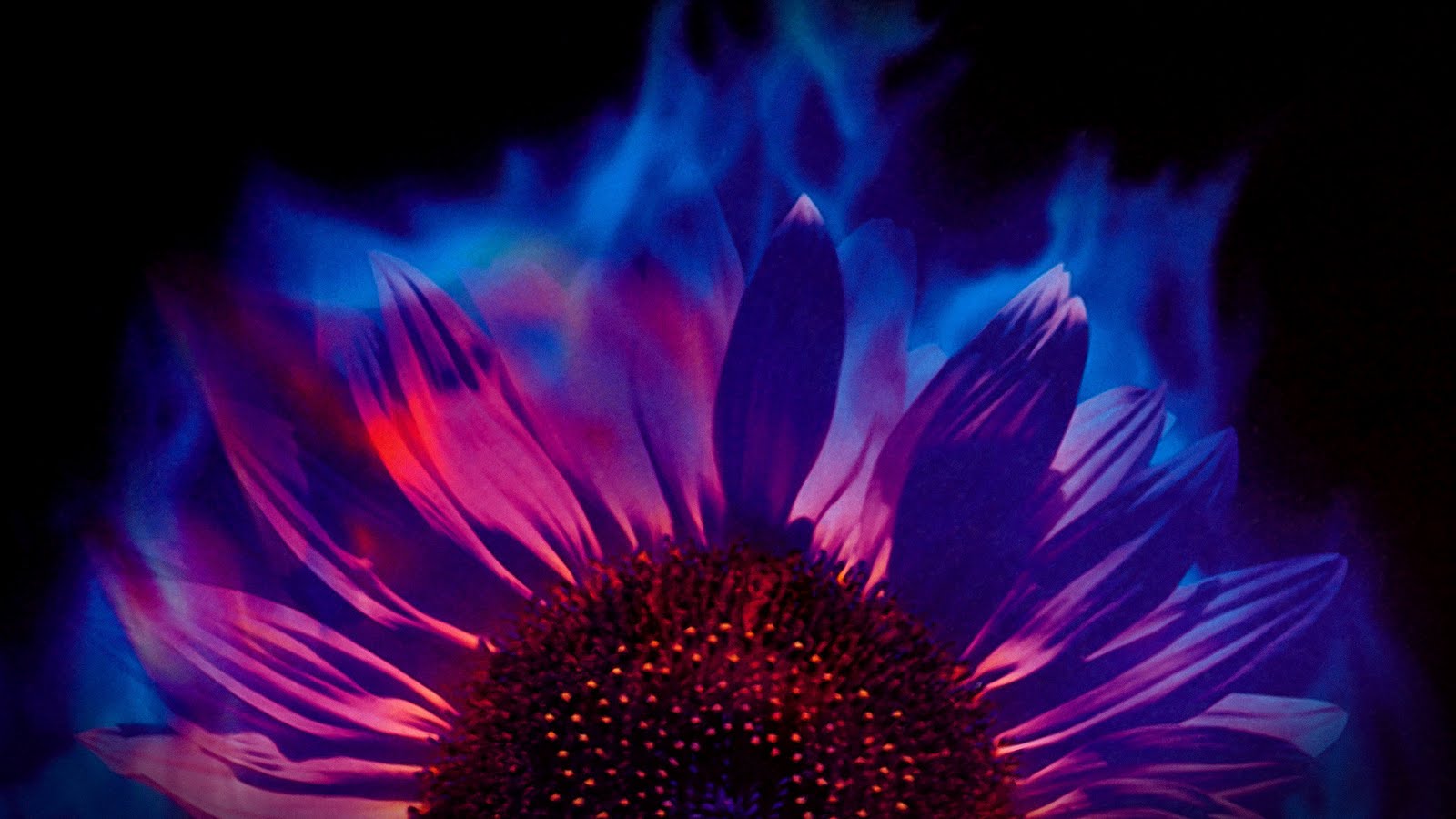 Joe Hisaishi Hana Bi Cover - HD Wallpaper 