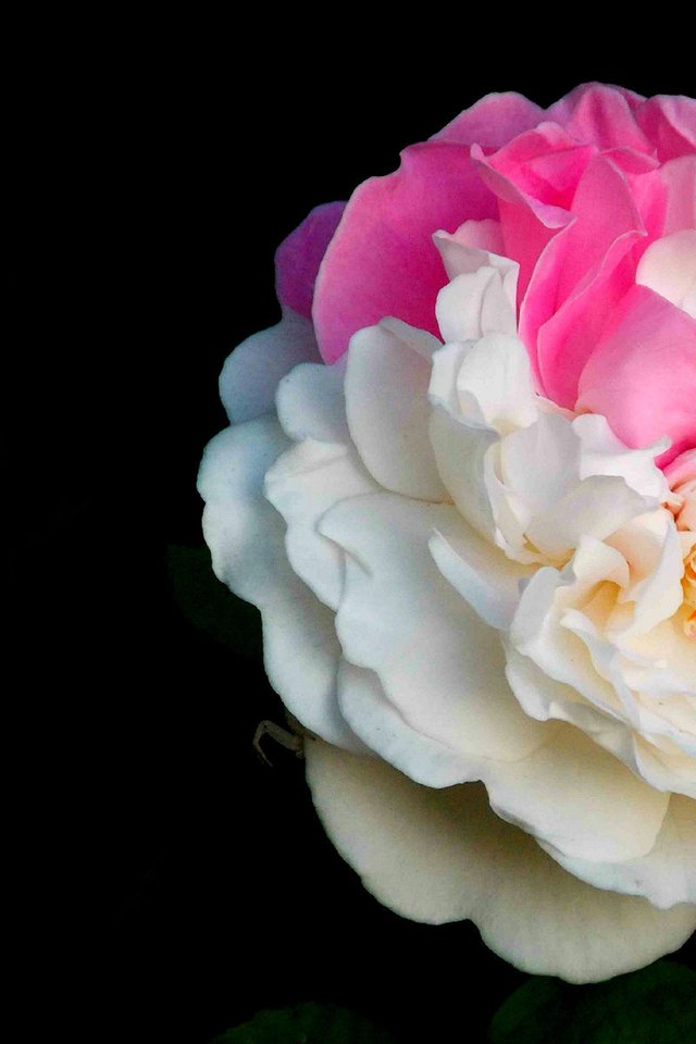 Rose, Rose Bloom, Bi Color, Overgrown, Bloom, Flower - Birthday - HD Wallpaper 