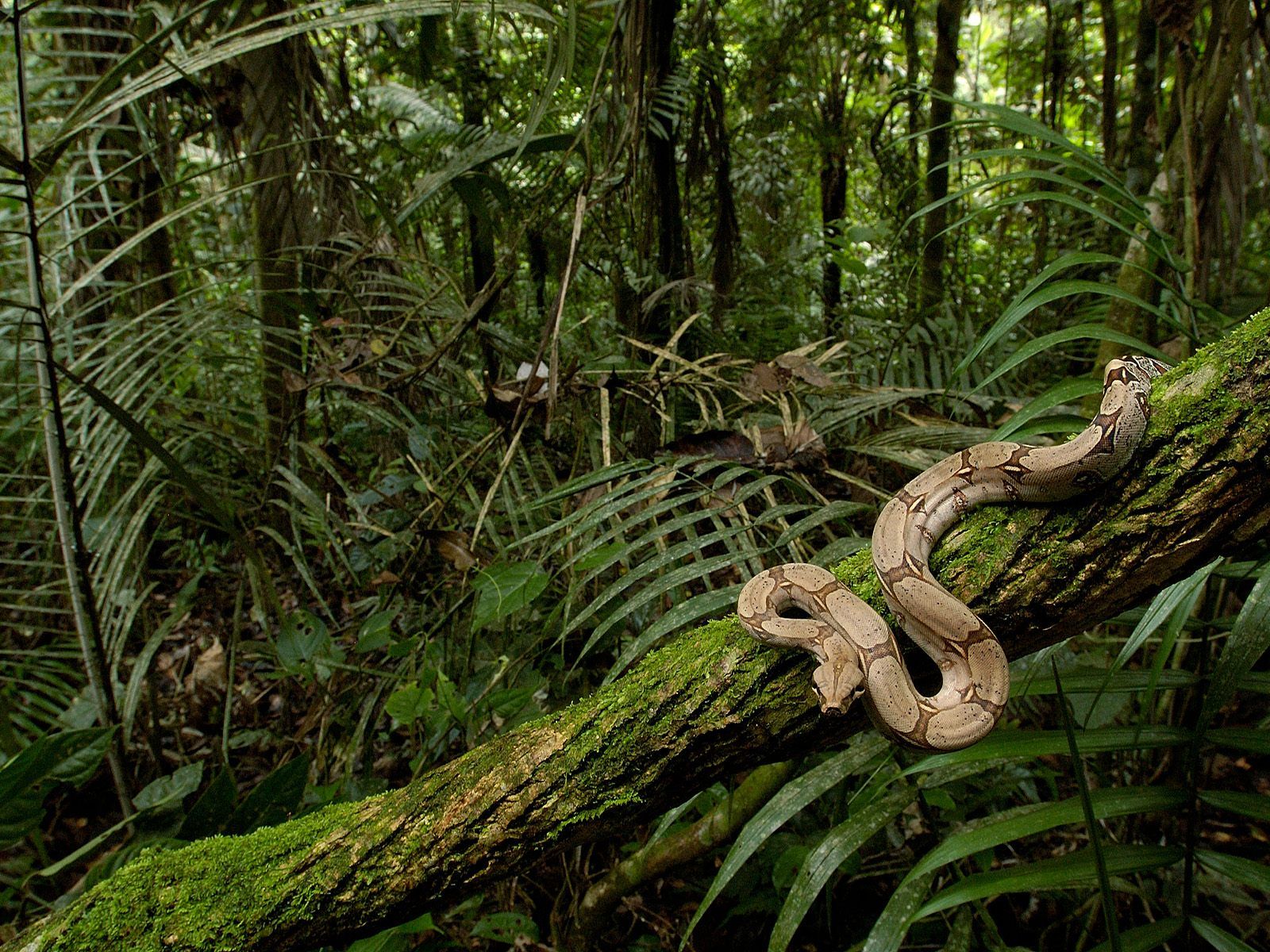 Animals Boa Wallpaper - Rain Forest - HD Wallpaper 