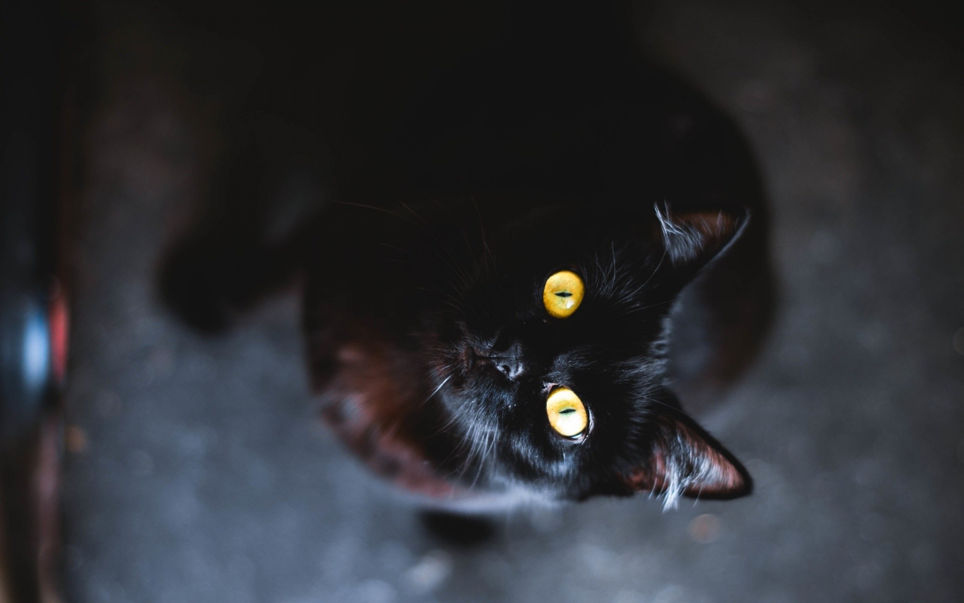 Spotted Black Cat - Mac Black Cat - HD Wallpaper 