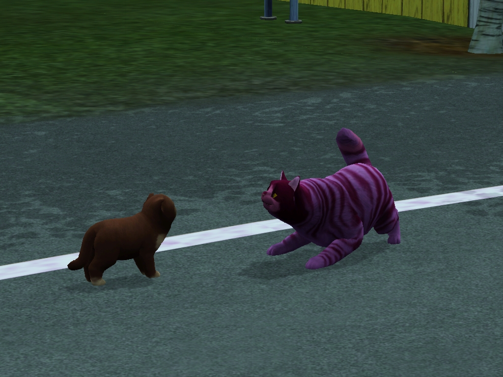 Companion Dog - HD Wallpaper 