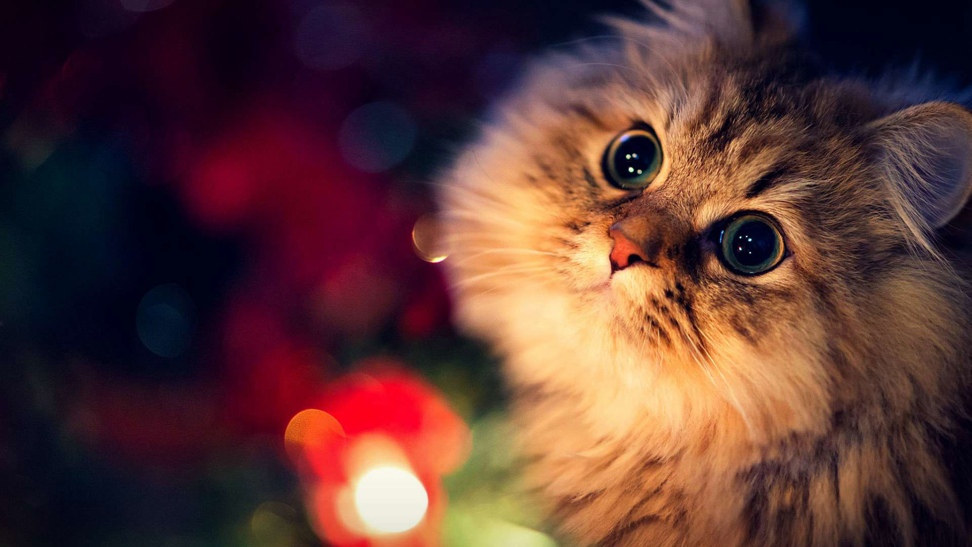 Christmas Cat Wallpaper Hd - HD Wallpaper 