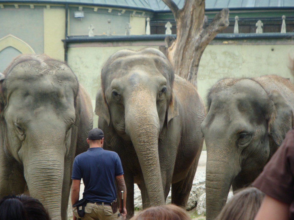 Indian Elephant - HD Wallpaper 