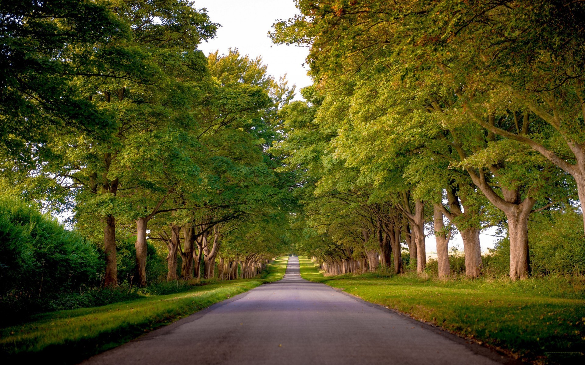 New England Trees Road Green - HD Wallpaper 