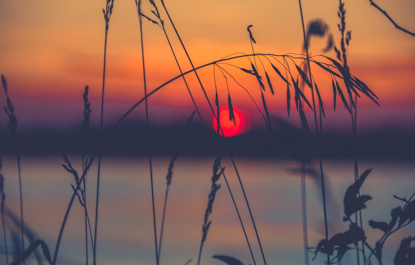 Photo Wallpaper Grass, The Sun, Macro, Sunset, Nature, - Закат Трава - HD Wallpaper 