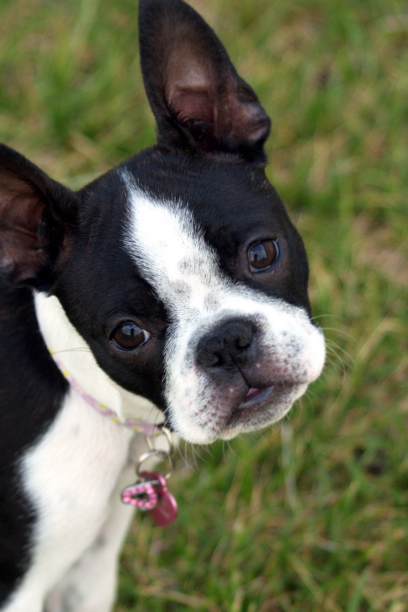 Wallpaper Boston Terrier, Puppy, Face, Surprise, Walk - Funny French Bulldog Memes - HD Wallpaper 