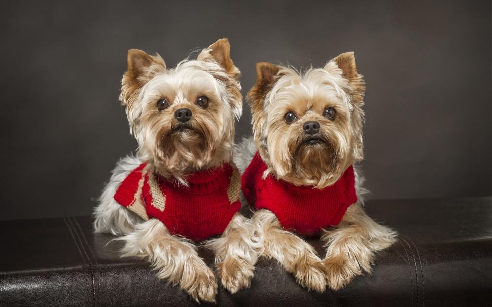 Yorkshire Terrier, Dog, Twins Wallpaper,yorkshire Hd - Couple Yorkshire - HD Wallpaper 