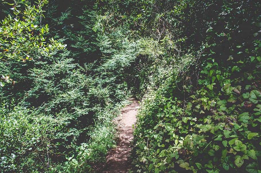 United States, Los Padres National Forest, Nature, - Riparian Forest - HD Wallpaper 