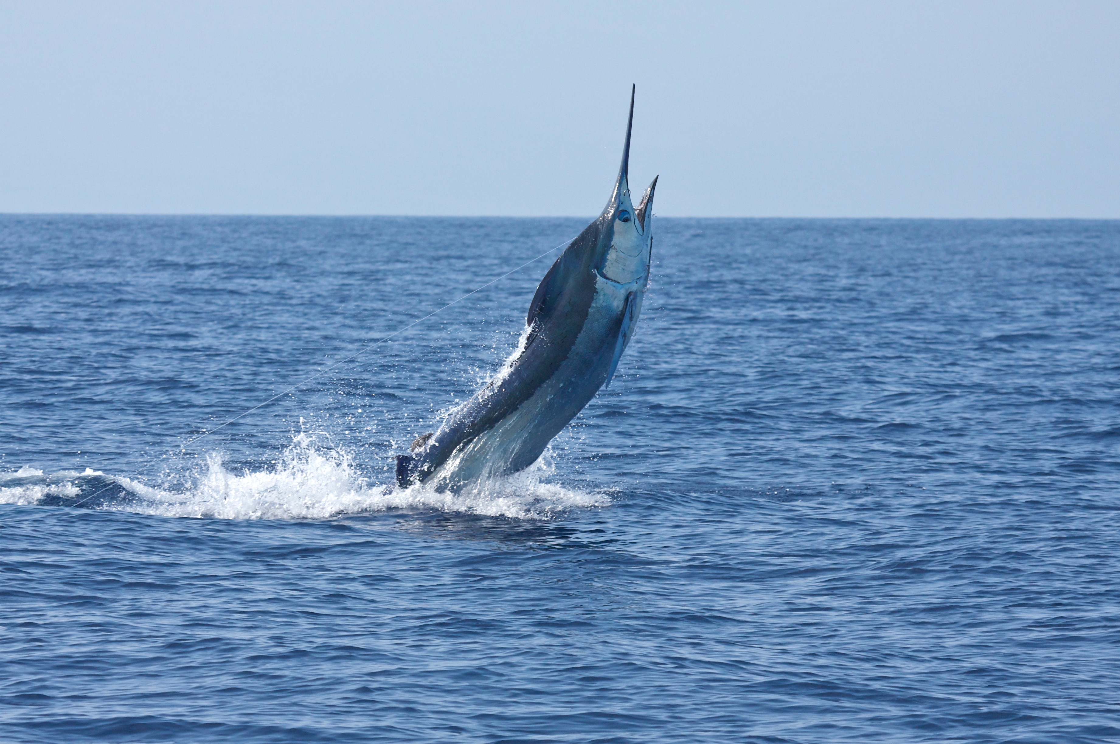 Blue Marlin Breaching Of Kona Coast - Big Blue Marlin Fish - HD Wallpaper 