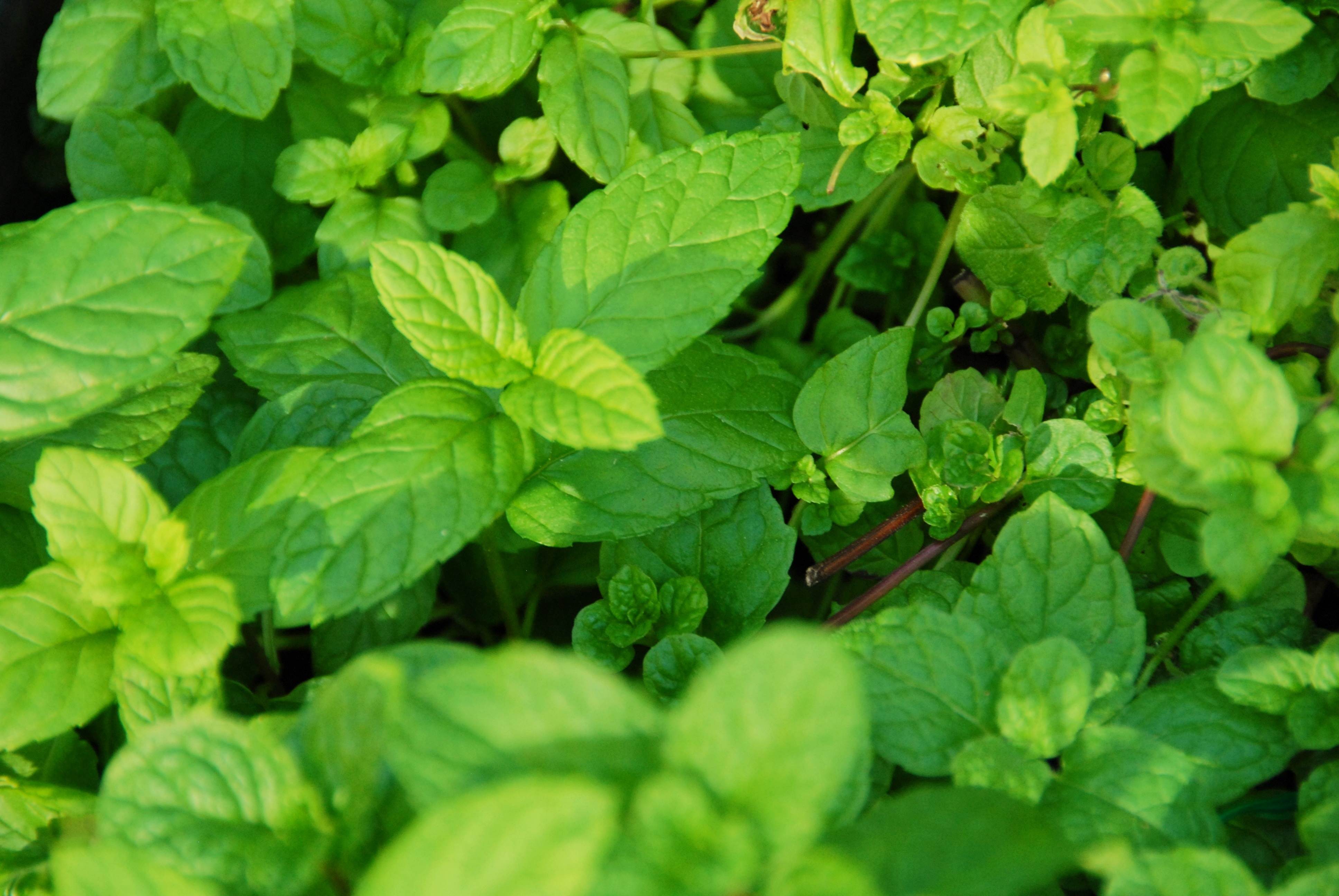 Mint Leave - HD Wallpaper 