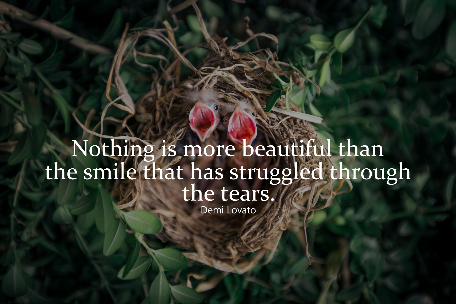 Quotes For Birds Nest - HD Wallpaper 