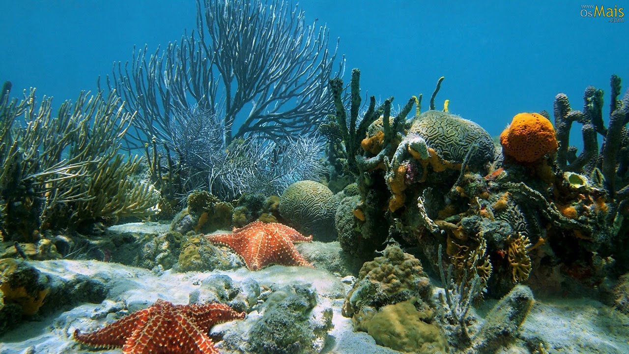 Ocean Underwater Background Coral Reef - HD Wallpaper 
