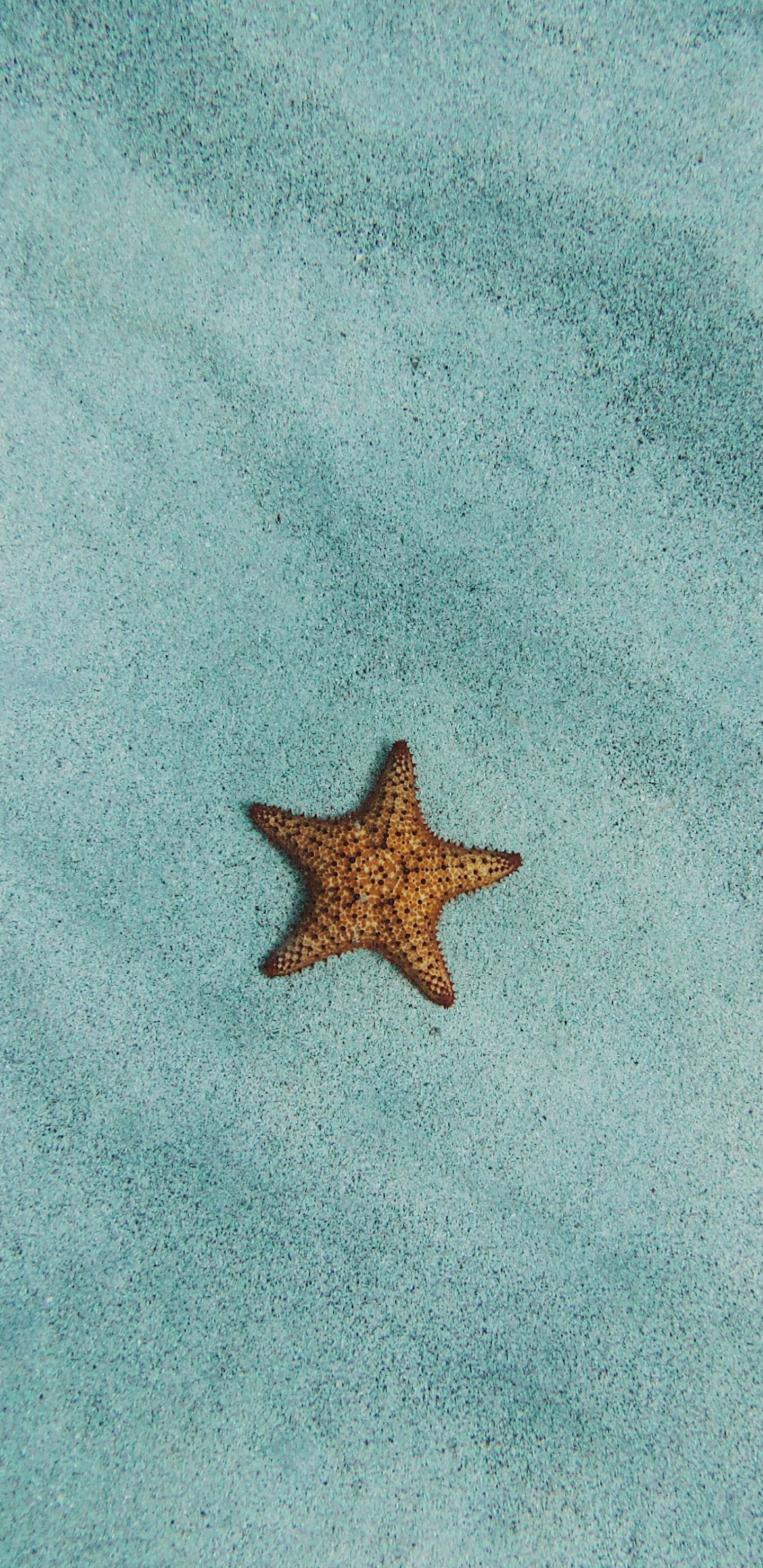 Iphone X Wallpapers Starfish - HD Wallpaper 